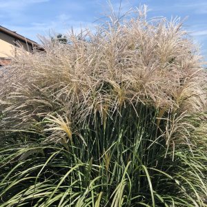 MISCANTHUS OKTOBERFEST ORNAMENTAL GRASS