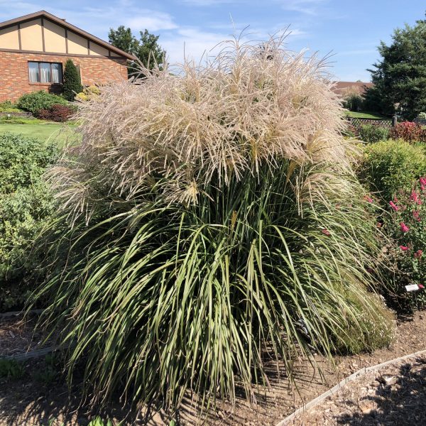 MISCANTHUS OKTOBERFEST ORNAMENTAL GRASS