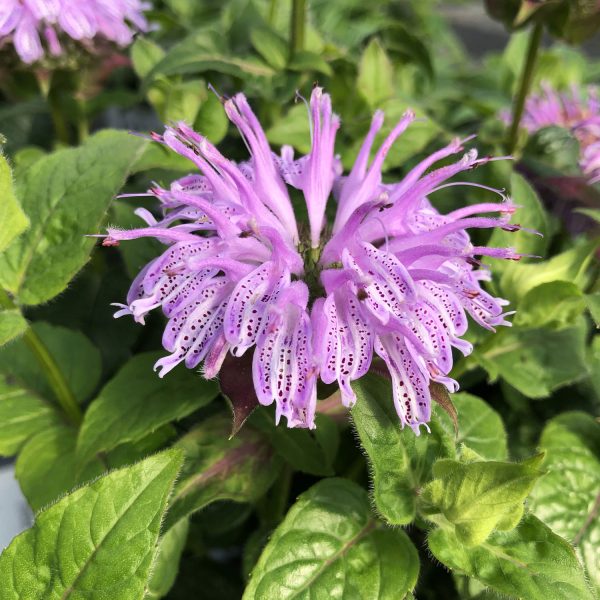 MONARDA LEADING LADY LILAC BEE BALM