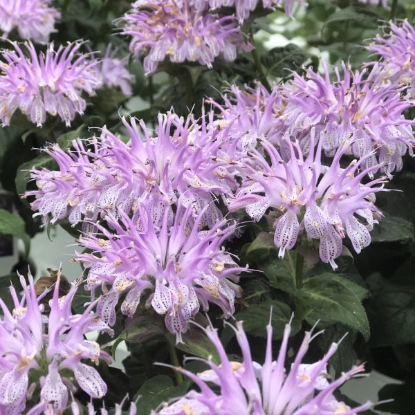 MONARDA LEADING LADY LILAC BEE BALM