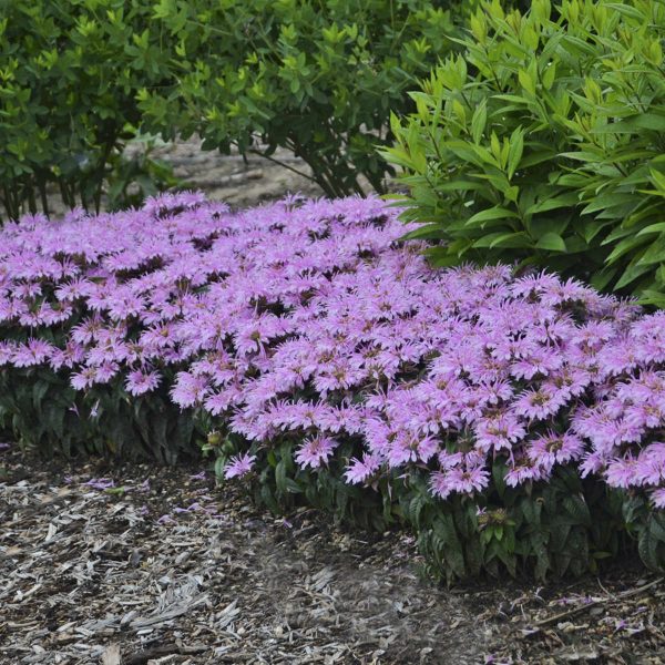 MONARDA LEADING LADY LILAC BEE BALM