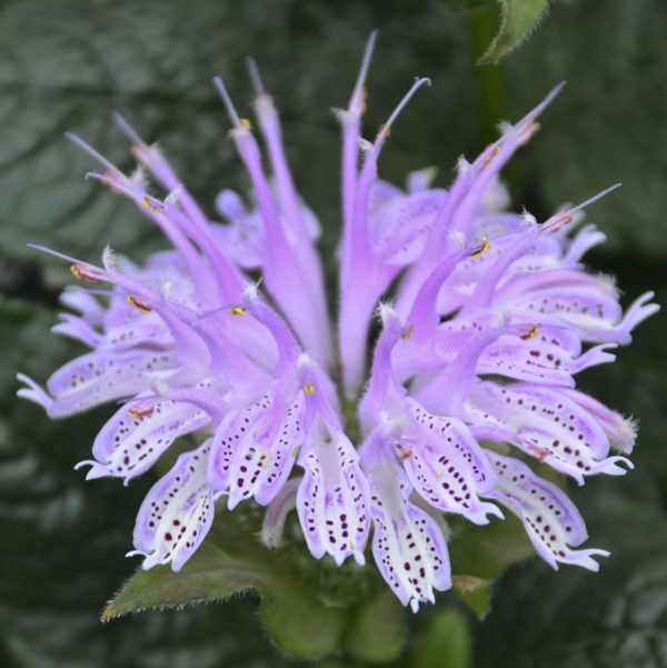 MONARDA LEADING LADY LILAC BEE BALM