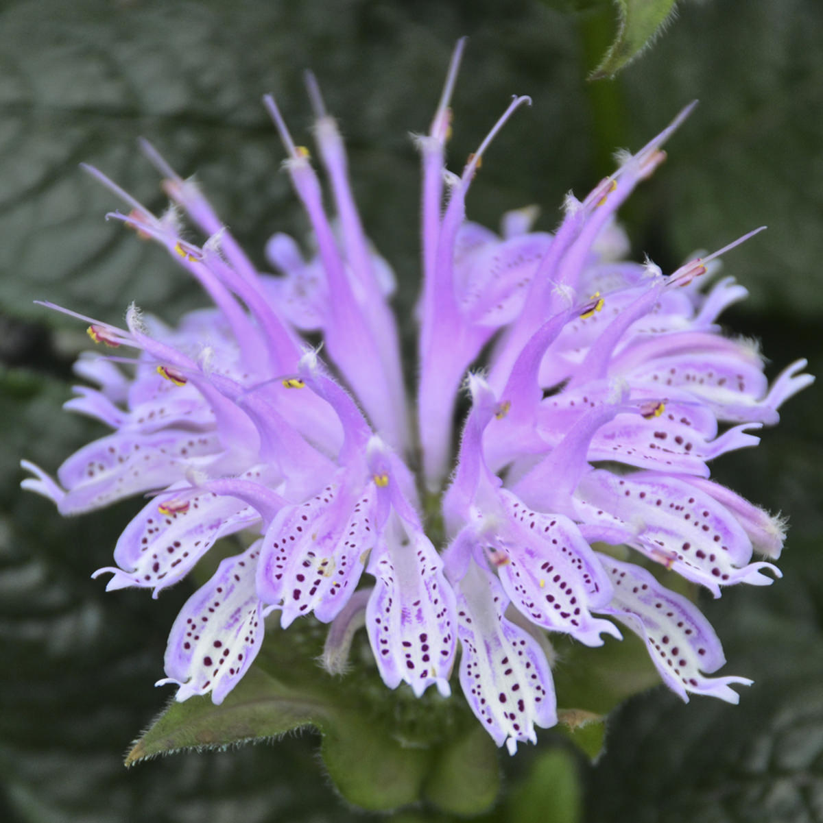 Monarda Leading Lady Lilac - Buy Bee Balm Perennials Online