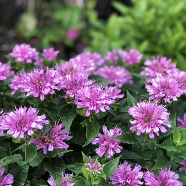 MONARDA LEADING LADY ORCHID BEE BALM