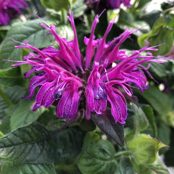 MONARDA LEADING LADY PLUM BEE BALM