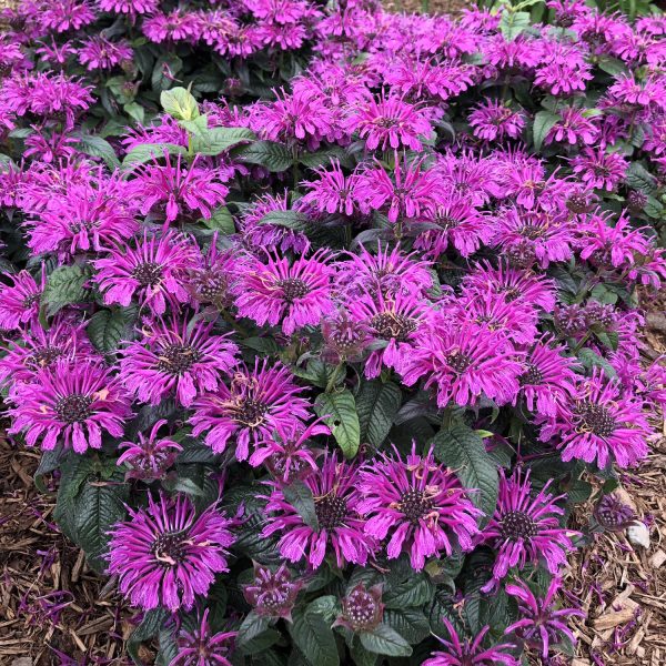 MONARDA LEADING LADY PLUM BEE BALM