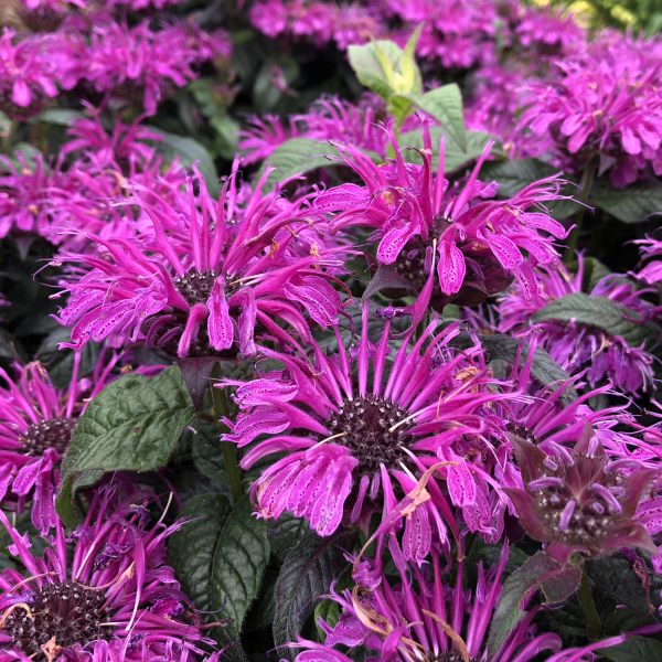 MONARDA LEADING LADY PLUM BEE BALM