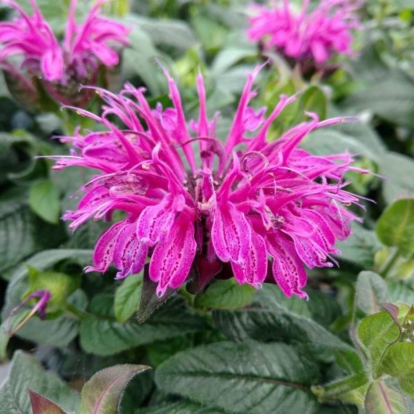 MONARDA LEADING LADY PLUM BEE BALM