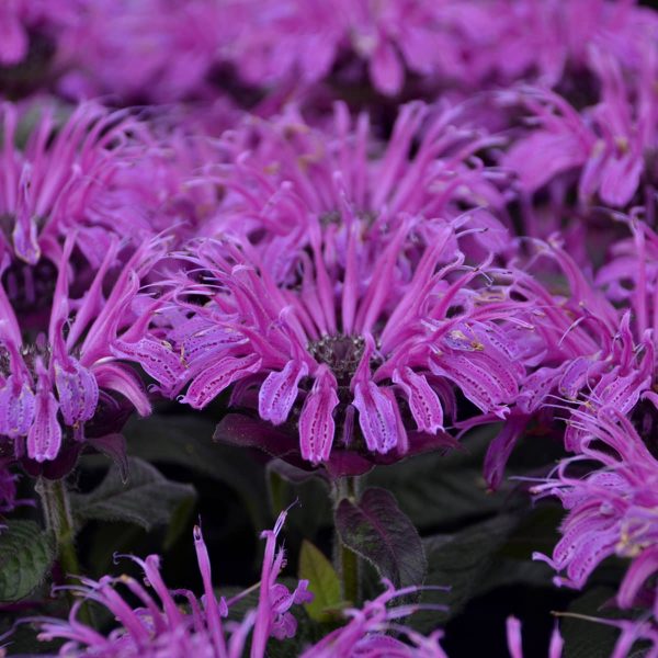 MONARDA LEADING LADY PLUM BEE BALM