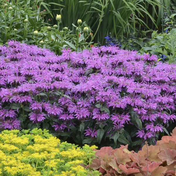 MONARDA LEADING LADY PLUM BEE BALM