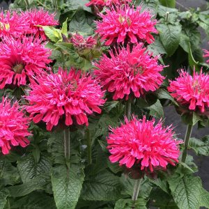 Monarda - Bee Balm