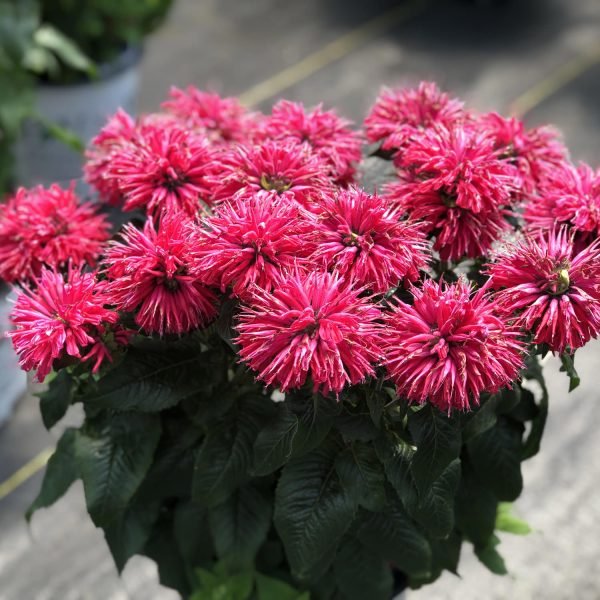 MONARDA PARDON MY CERISE BEE BALM