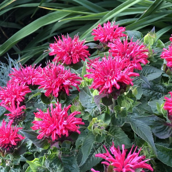 MONARDA PARDON MY CERISE BEE BALM