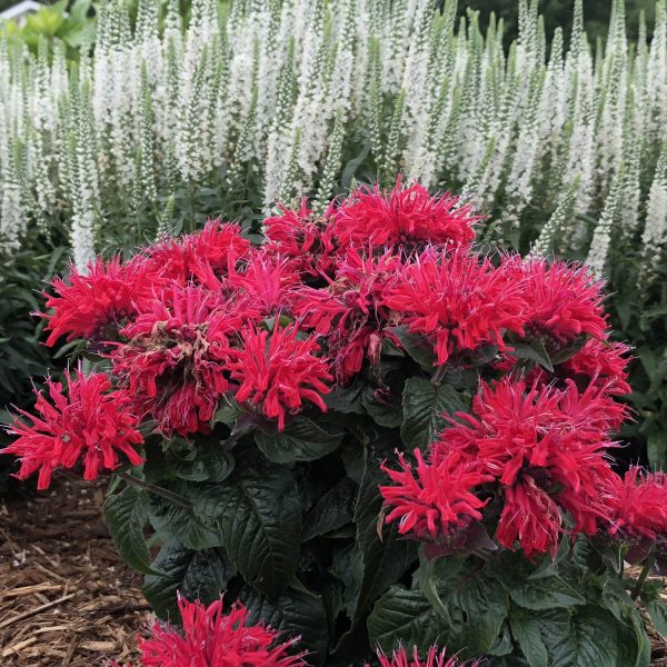 MONARDA PARDON MY CERISE BEE BALM