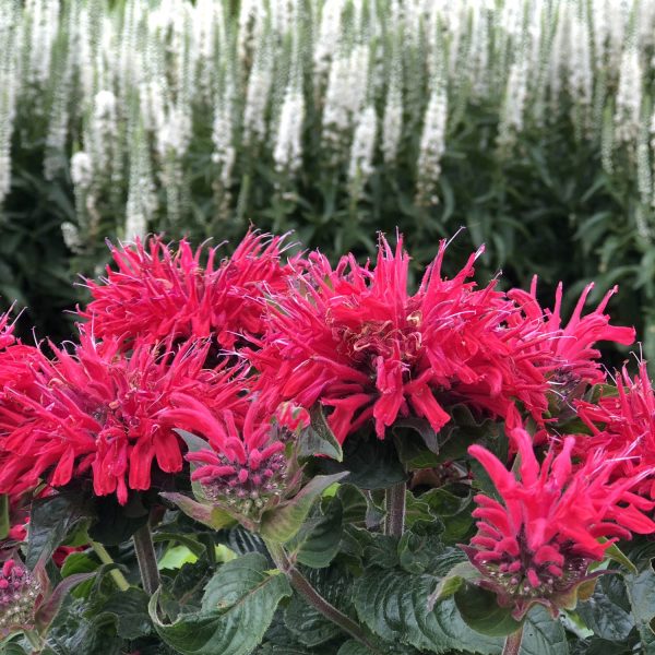 MONARDA PARDON MY CERISE BEE BALM