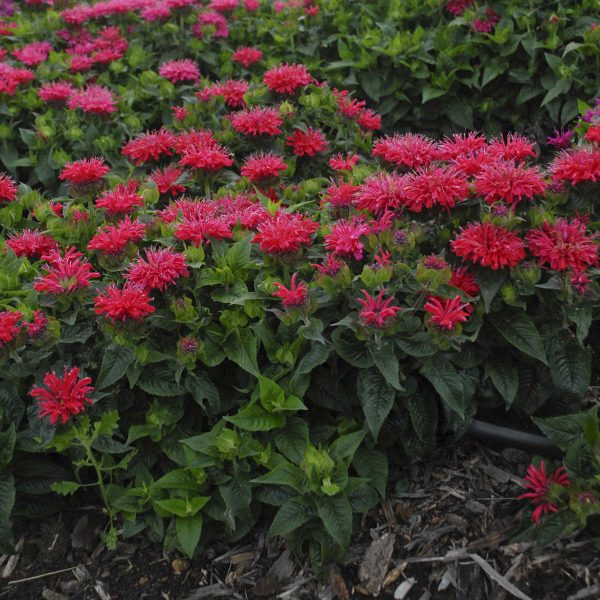 MONARDA PARDON MY CERISE BEE BALM