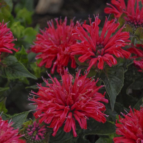 MONARDA PARDON MY CERISE BEE BALM