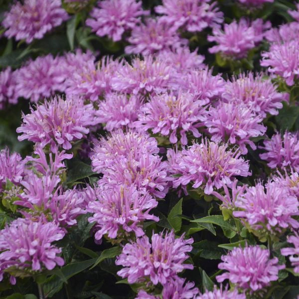 MONARDA PARDON MY LAVENDER BEE BALM