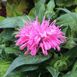 MONARDA PARDON MY PINK BEE BALM