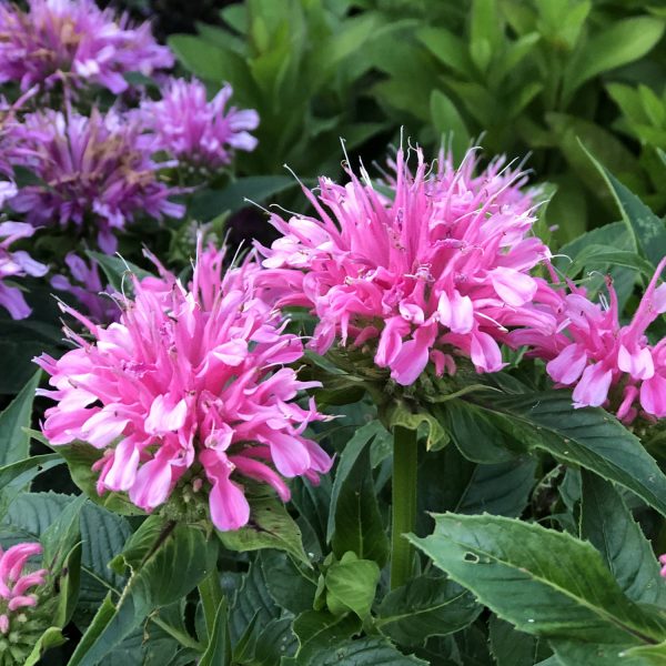 MONARDA PARDON MY PINK BEE BALM