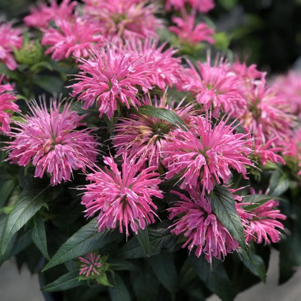 MONARDA PARDON MY PINK BEE BALM