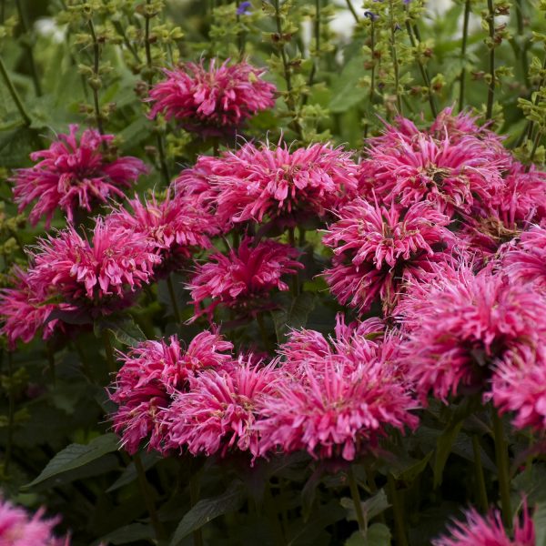 MONARDA PARDON MY PINK BEE BALM