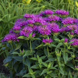 MONARDA PARDON MY PURPLE BEE BALM