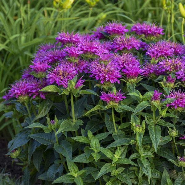 MONARDA PARDON MY PURPLE BEE BALM