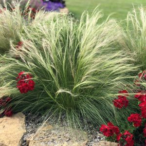 NASELLA MEXICAN FEATHER GRASS STIPA