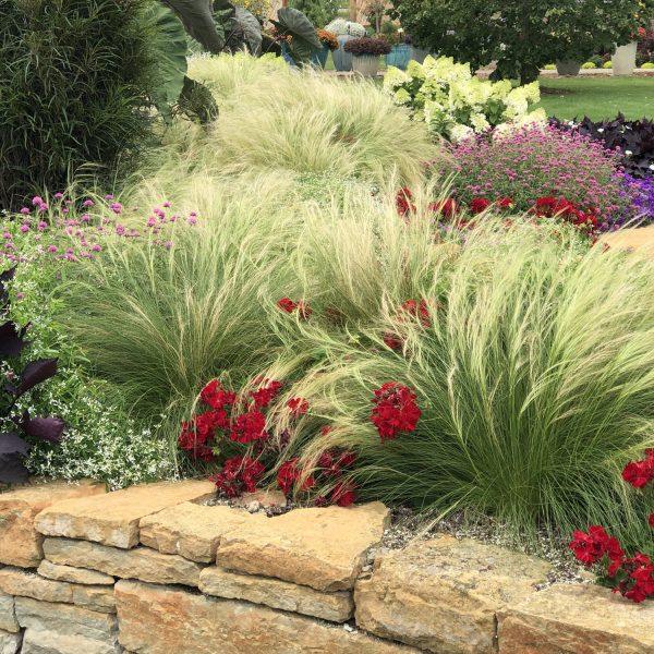 NASELLA MEXICAN FEATHER GRASS STIPA