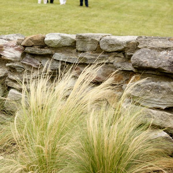 NASELLA MEXICAN FEATHER GRASS STIPA