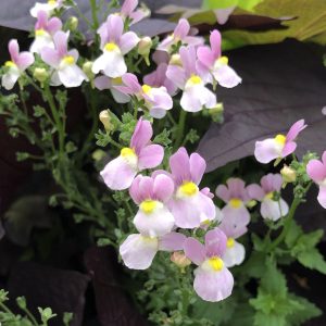 NEMESIA AROMANCE PINK NEMESIA