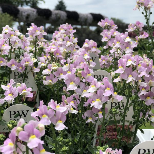 NEMESIA AROMANCE PINK NEMESIA