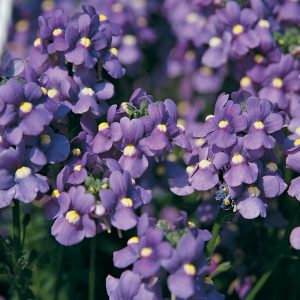 NEMESIA BLUEBIRD NEMESIA