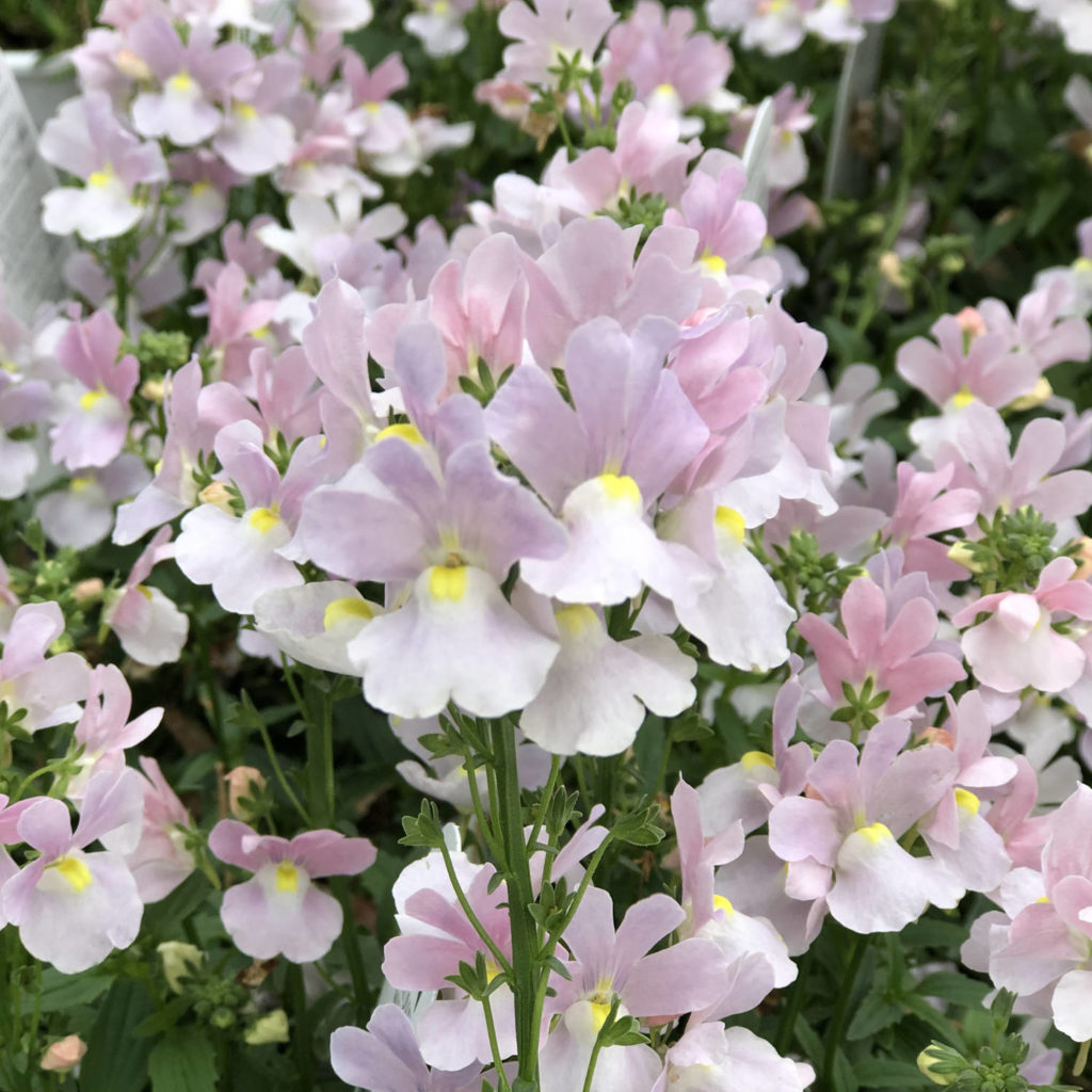 Nemesia OPAL INNOCENCE Buy Nemesia Annuals Online