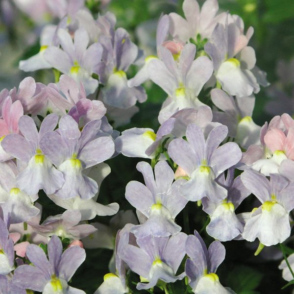 NEMESIA OPAL INNOCENCE NEMESIA