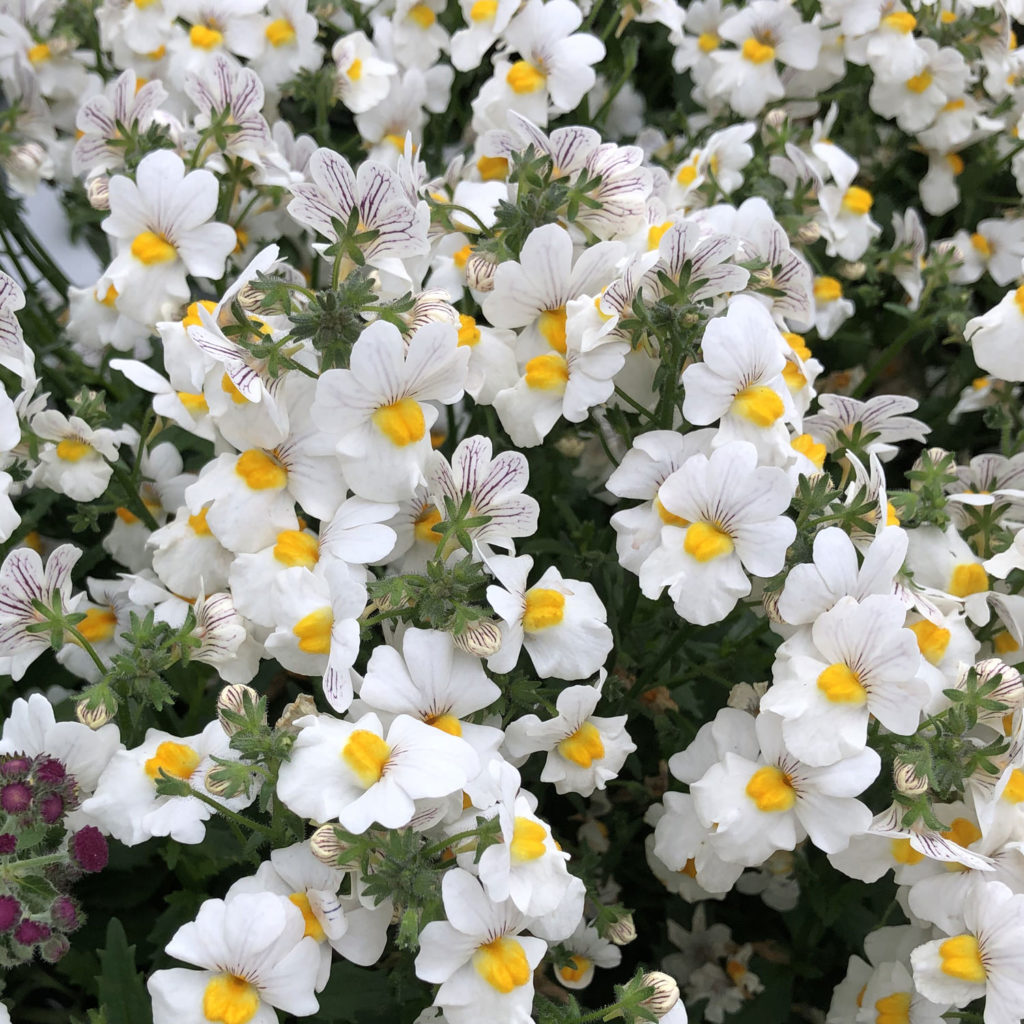 Nemesia SUNSATIA Coconut Buy Nemesia Annuals Online