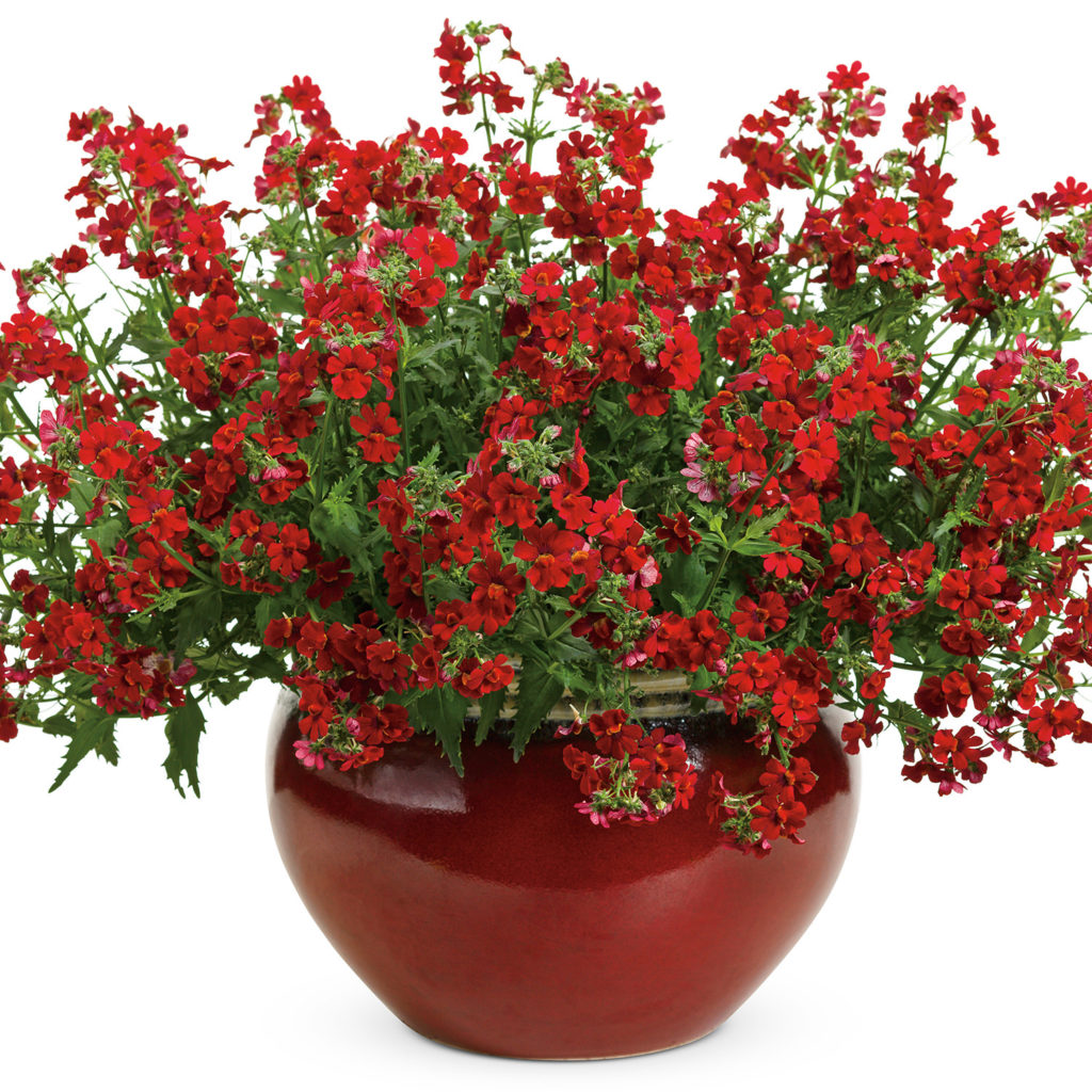 Nemesia SUNSATIA Cranberry Buy Nemesia Annuals Online