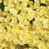 NEMESIA SUNSATIA LEMON NEMESIA