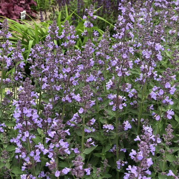 NEPETA CATS MEOW CATMINT