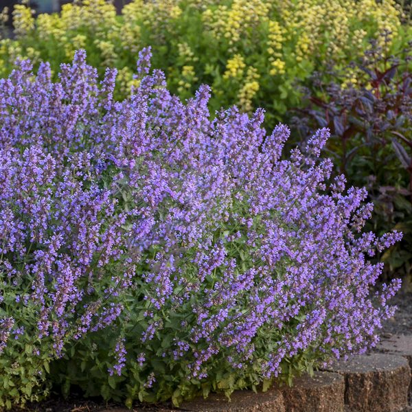 NEPETA CATS MEOW CATMINT