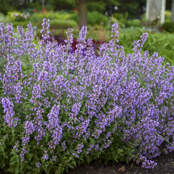 NEPETA CATS MEOW CATMINT