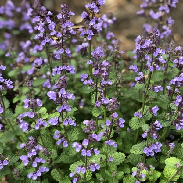 NEPETA CATS PAJAMAS CATMINT