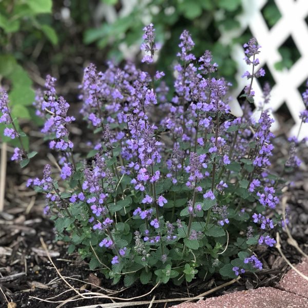 NEPETA CATS PAJAMAS CATMINT