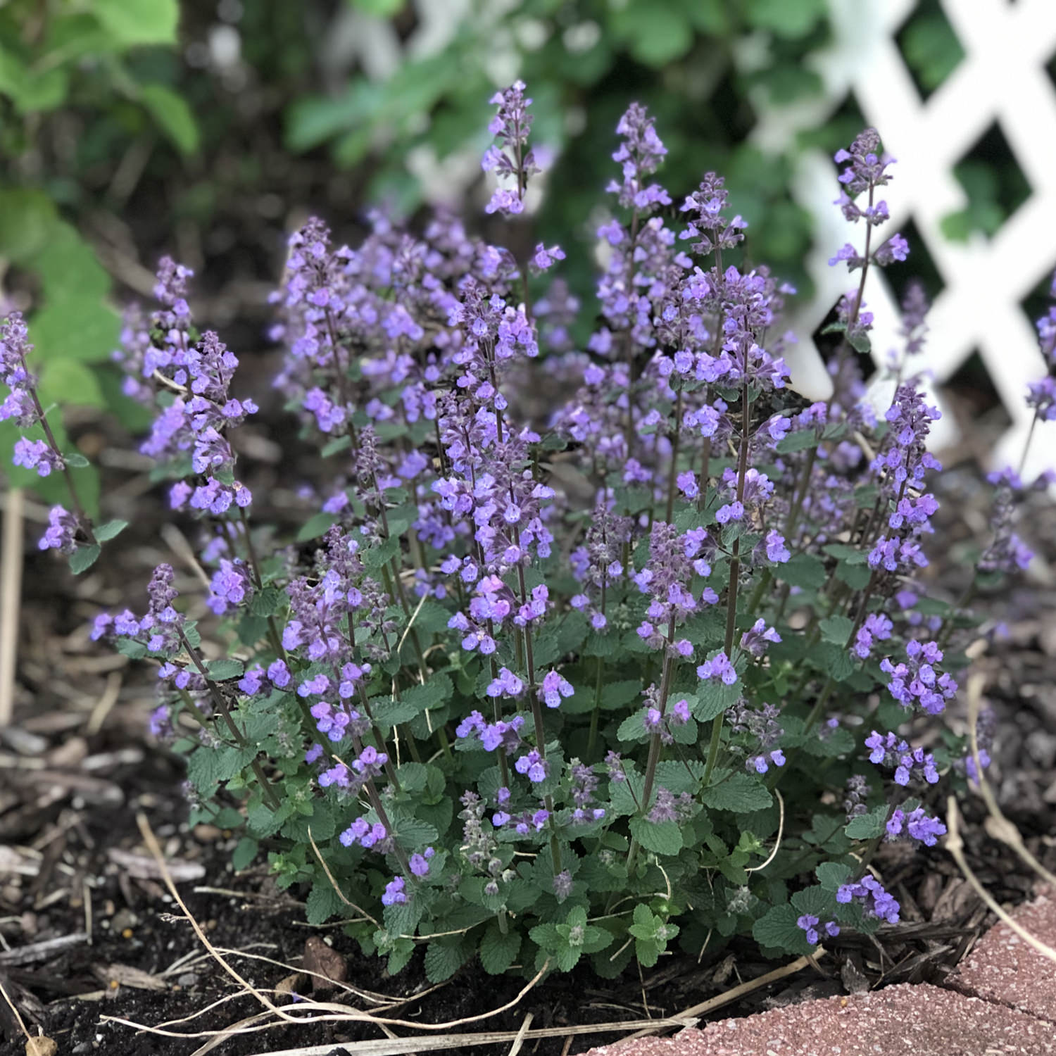 Nepeta 'Cat's Pajamas' - Garden Crossings