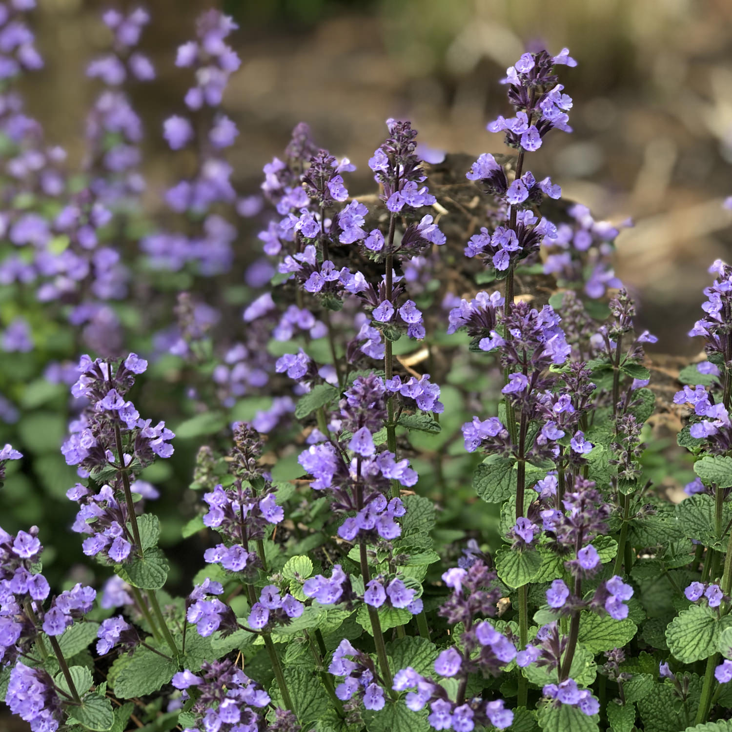 Nepeta 'Cat's Pajamas' - Garden Crossings