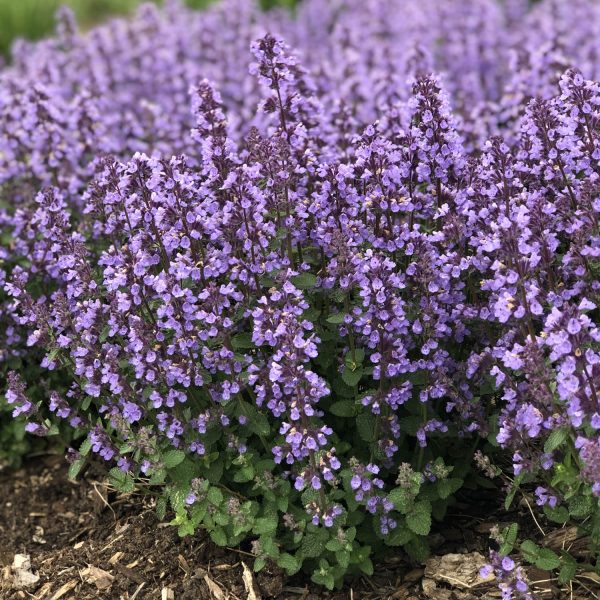 NEPETA CATS PAJAMAS CATMINT