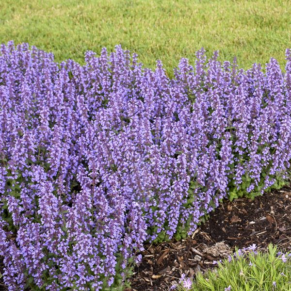 NEPETA CATS PAJAMAS CATMINT