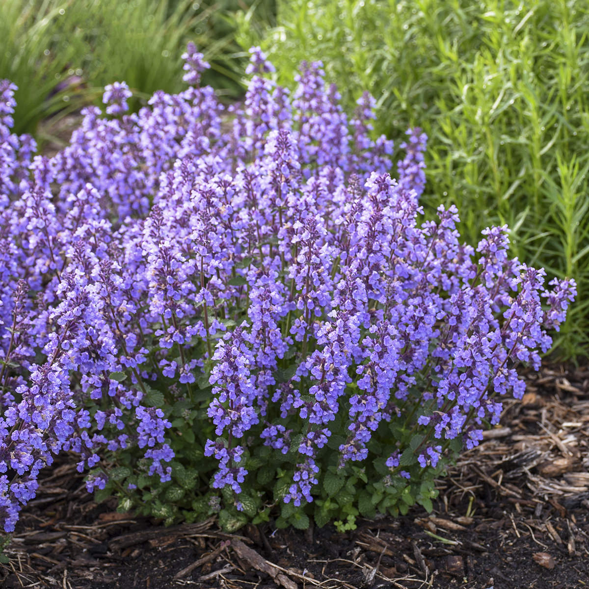 Nepeta Cat s Pajamas Garden Crossings