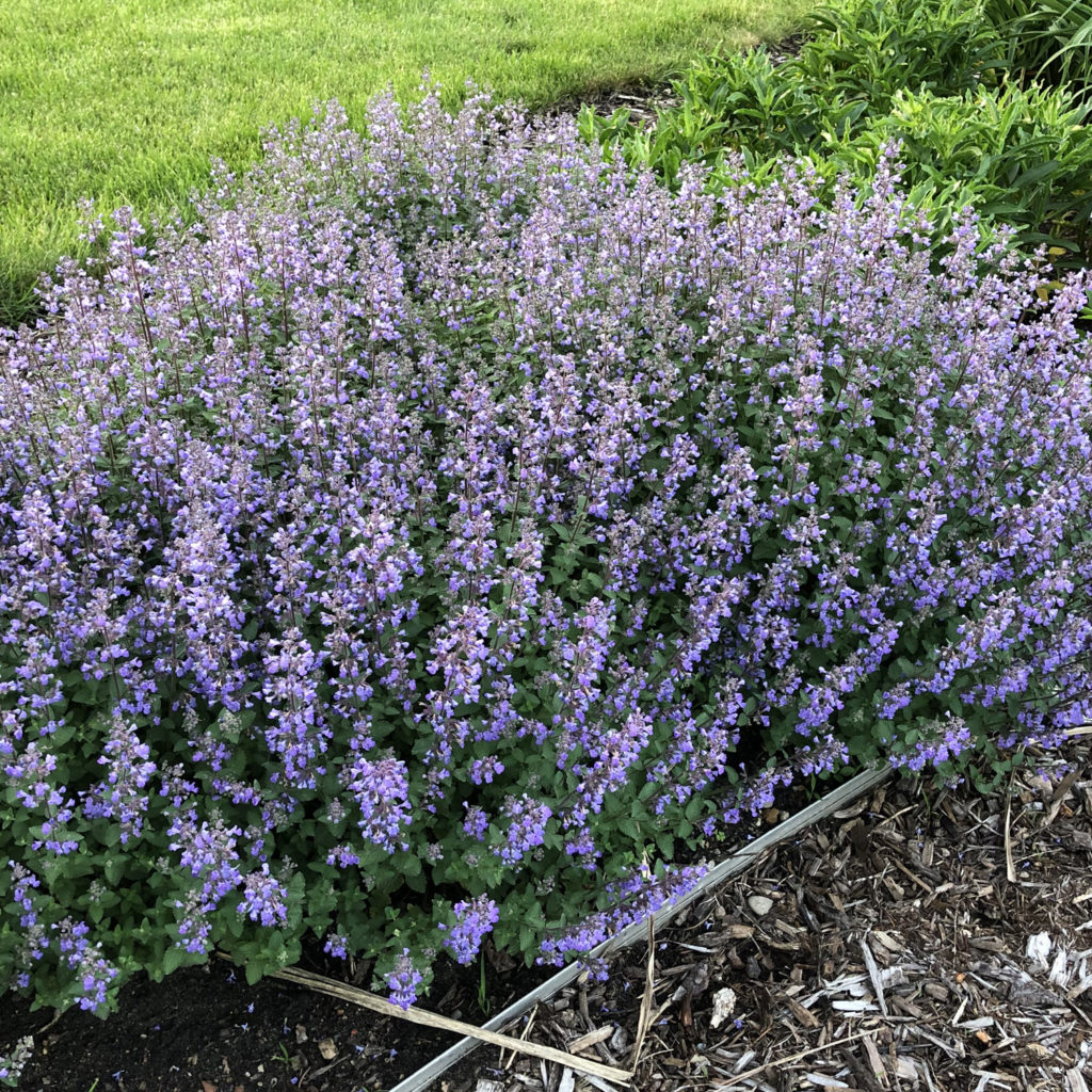 Nepeta Purrsian Blue Buy Catmint Perennials Online